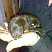 Labrador retriever Xenia