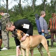 Bullmastiff Cæsar