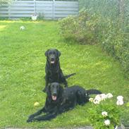 Labrador retriever Eddie