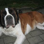 Sankt bernhardshund Vanessa