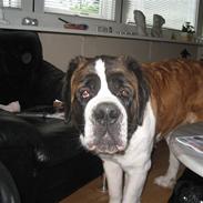 Sankt bernhardshund Vanessa