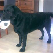 Labrador retriever Eddie