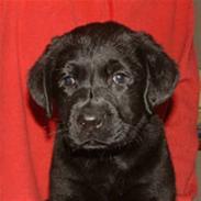 Labrador retriever Eddie