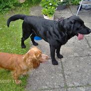 Labrador retriever Eddie