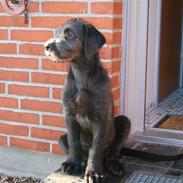 Irsk ulvehund Odin