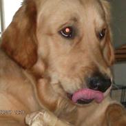 Golden retriever Anton