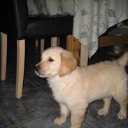 Golden retriever Anton