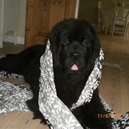 Newfoundlænder Olga