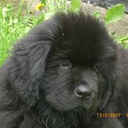 Newfoundlænder Olga