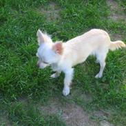 Chihuahua Zita