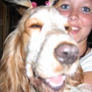 Cocker spaniel Mille