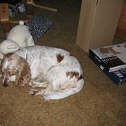 Cocker spaniel Mille