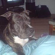 Amerikansk staffordshire terrier Rocky