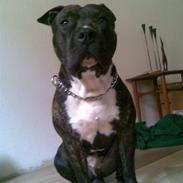 Amerikansk staffordshire terrier Rocky