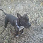 Amerikansk staffordshire terrier Rocky