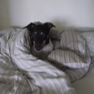 Dansk svensk gaardhund Manne