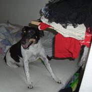 Dansk svensk gaardhund Manne