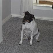 Dansk svensk gaardhund Manne