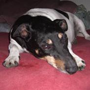 Dansk svensk gaardhund Manne