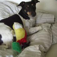 Dansk svensk gaardhund Manne