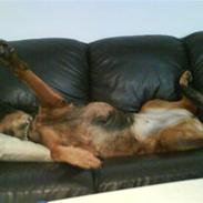 Blanding af racer Tenna