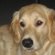 Blanding af racer sofus