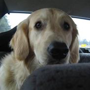 Blanding af racer sofus