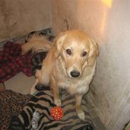 Blanding af racer sofus