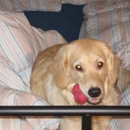 Blanding af racer sofus