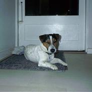 Jack russell terrier Bob