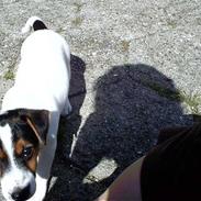 Jack russell terrier Bob