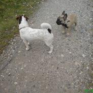 Jack russell terrier Bob