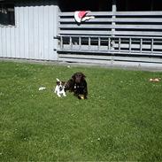 Jack russell terrier Bob