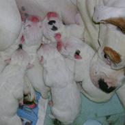 Amerikansk bulldog nicka