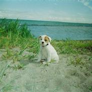 Amerikansk bulldog nicka