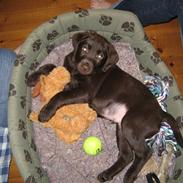 Labrador retriever Hector