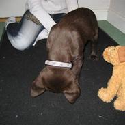 Labrador retriever Hector