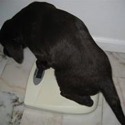 Labrador retriever Hector