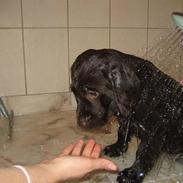 Labrador retriever Hector