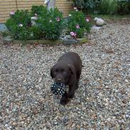Labrador retriever Hector