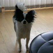 Blanding af racer Egon