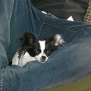 Blanding af racer Egon