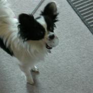 Blanding af racer Egon