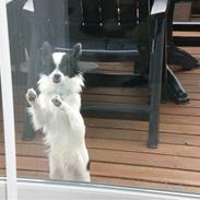 Blanding af racer Egon