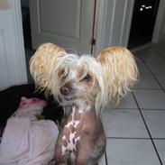 Chinese crested hårløs Dee-dee