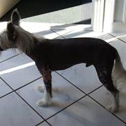 Chinese crested hårløs Dee-dee