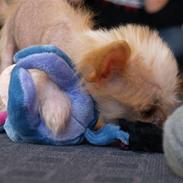 Chinese crested hårløs Dee-dee