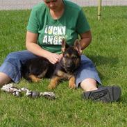 Schæferhund zargo (død) ny hund Xanto