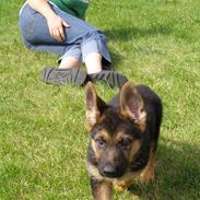 Schæferhund zargo (død) ny hund Xanto