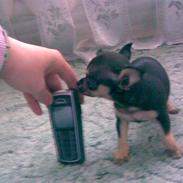 Russisk toy terrier my honey bun